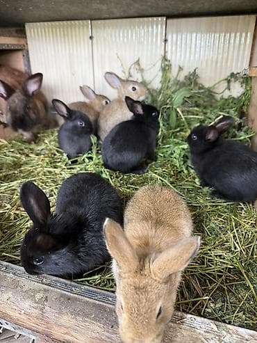 хомяк с клеткой: Продаю | Крольчата | Для разведения — 2