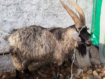 в добрые руки собаку: Продаю | Козёл (самец) | Полукровка — 3