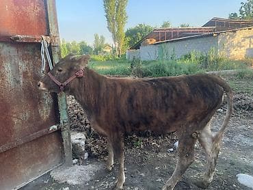 Животные: Продаю | Бык (самец) | На откорм | Привязанные — 5