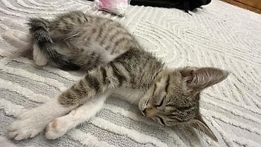 cat sofa: Девочка — 3