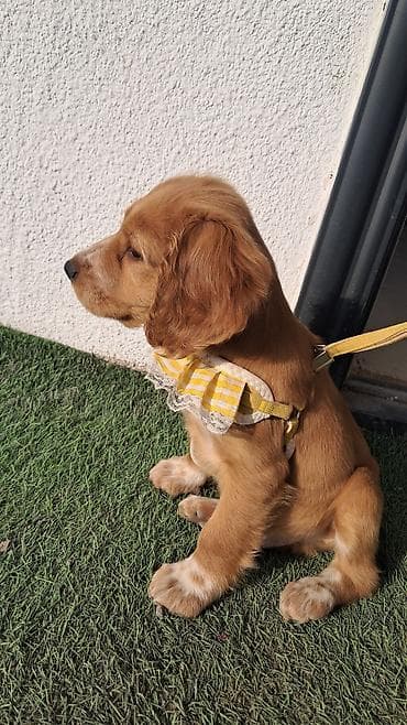 Иттер: ПРОПАЛ Щенок (рыжий, длинноухий) ПОЖАЛУЙСТА ПОМОГИТЕ НАЙТИ. ПРОПАЛА В — 4