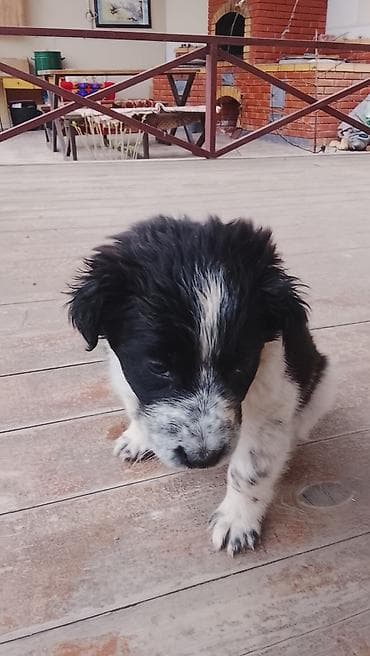 Щенки-дворняги, помет разноокрасочный - Возраст: примерно 1–2 месяца