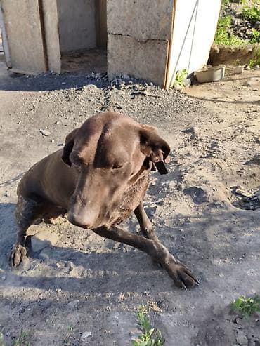 Продажа собак: Курцхаар, 1 год, Самка, С прививкой — 4