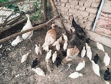 Продаю | Индюшата | Полукровка | Для разведения | Племенные at lalafo.kg Продаю | Индюшата | Полукровка | Для разведения | Племенные