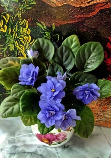 кара семичка: Продаю сортовые, коллекционные фиалки (стандартные, трейлерные,мини и — 30