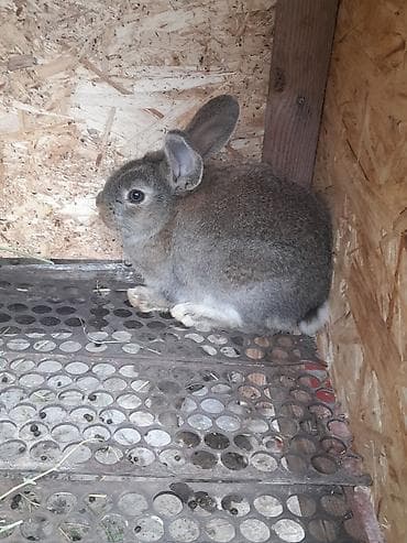 кролик бабочка: Продаю | Кролик самец | Фландр | Для разведения — 1