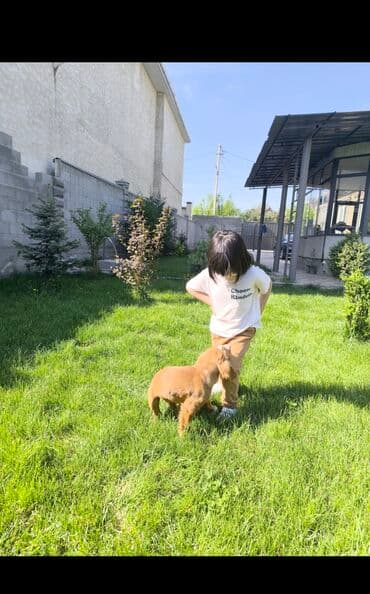 снять дом в бишкеке: Дом, 115 м², 6 комнат — 1