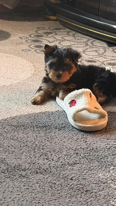 бордер колли купить: Йоркширский терьер, 2 месяца, Самка, С родословной — 8