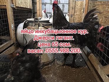 Продаю | Инкубационные яйца | Для разведения