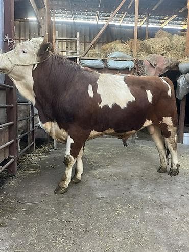 Айыл-чарба жаныбарлары: Сатам | Бука (эркек) | Симментал | Көбөйтүү үчүн | Жасалма жол менен боозутуу — 1