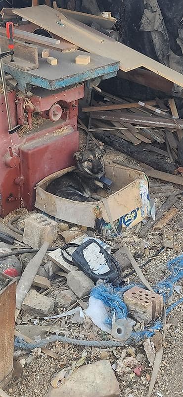 бишкектен уй сатылат: Отдам даром собаку. щенок 6 месяцев девочка. очень энергичная — 3