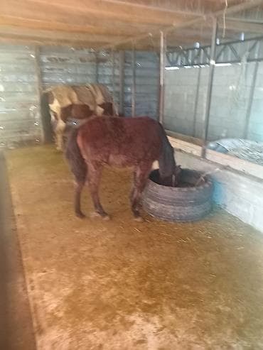 Грызуны: Продаю | Жеребенок | Для разведения — 2