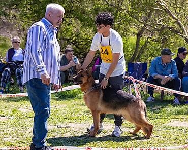 французкий бульдог цена: Немецкая овчарка, 1 год, Самка, С прививкой — 3