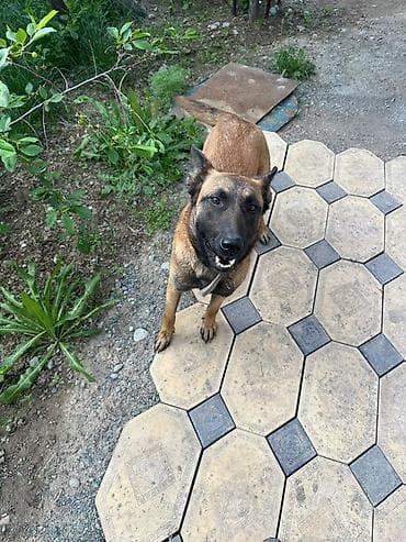 малинуа бельгийская овчарка: Бельгийская овчарка, 8 месяцев, Самка — 3