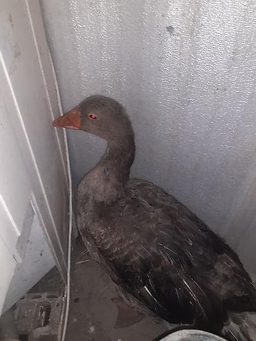 продаю перепелок: Гусь серого окраса - Домашняя водоплавающая птица, крупное — 1