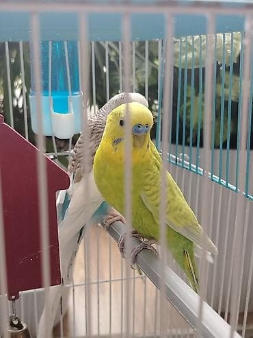 куры цыплята: Волнистые попугаи с клеткой и аксессуарами - Пара волнистых попугаев — 5