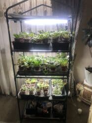 арпа продаю: Продаю фиалки! Срезанный лист 30 сом! Набор 5 шт 1000 с! Вся — 10