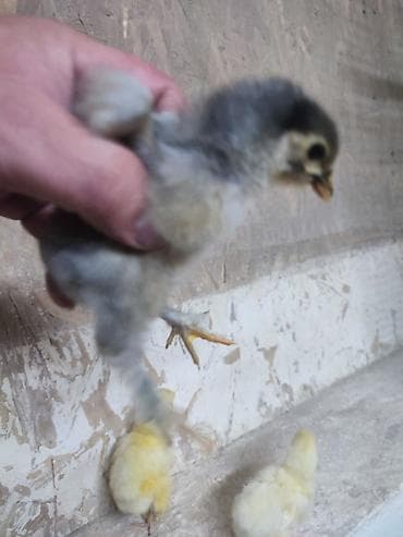 животные птицы: Продаю | Цыплята | Полубрама | Для разведения — 2