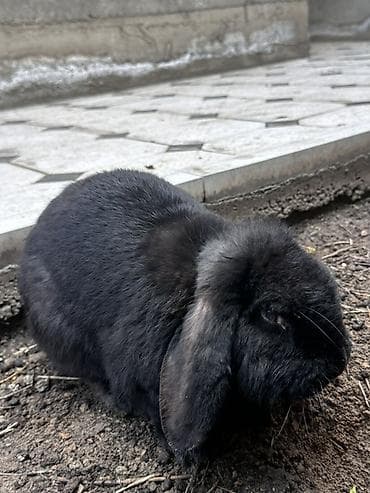 тропические декоративные растения: Пуховые декоративные кролики, окрас — чёрный/темно‑серый. - — 1