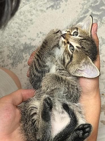 котята мейн кун купить: Беспородная, 1 месяц, Мальчик, Приучена к лотку — 4