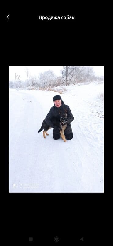 Восточноевропейская овчарка, 6 месяцев, Самка, С прививкой