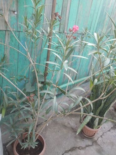 полька малина кочот: Саженцы цветка — 2