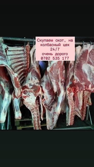 купить мясо домашних кур: Мясные полутуши говядины и баранины - Целые полутуши на подвесах — 3