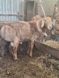 животные в добрые руки: Кочкоры,2,5года и1,1года — 2