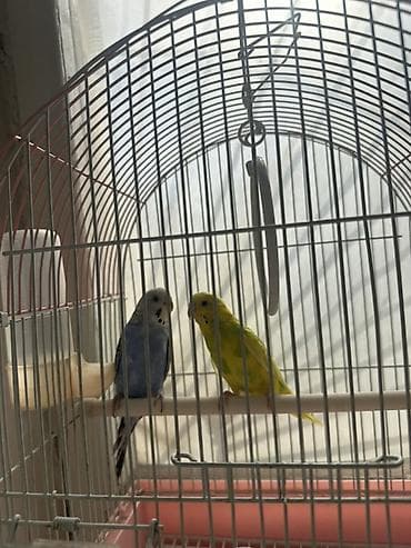 голубя: Волнистые попугаи с клеткой и аксессуарами. - Пара волнистых — 1