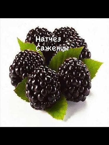 малина кочот полка: Принимаем заказы на саженцы еживики сорт «Натчез» в стаканчике есть — 6