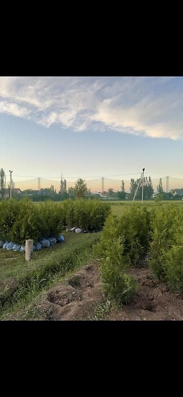 мандарины цена: Туя Брабант
Только оптом
160-180см
Цена: 3500, выкопка с вас — 1