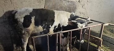 породистые бычки: Продаю | Бык (самец) | Алатауская, Симментальская | На откорм | Привязанные — 6