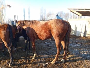 куплю французского бульдога: Продаю | Кобыла (самка) | Рабочий — 3