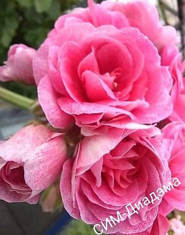 разведение: Пеларгонии (герань зональная) — сортовые кустики в горшках — 10