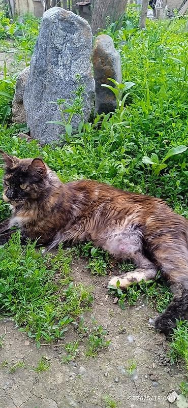 ош котенок: Мейн-кун, 1 год, Девочка, Приучена к лотку, Проглистована — 4
