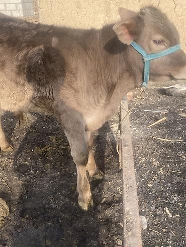 А/ч жаныбарлары үчүн тоюттар: Сатам | Кунаажын | Бордоп семиртүү үчүн | Байланган — 5