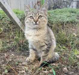 Иттер: Мышык бекер берилет: Породасыз, 3 айлык, Эркек, Лотокко барууга үйрөтүлгөн — 1