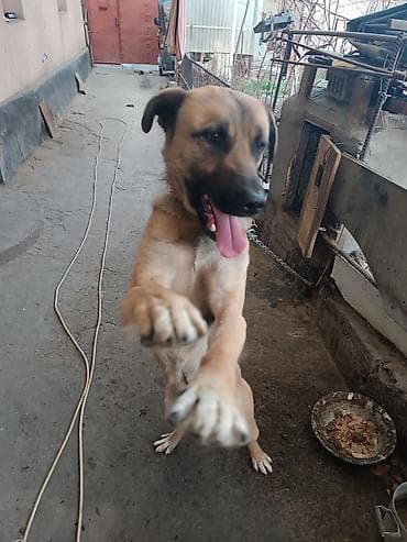 Собака даром: Дворняжка, 2 года, Самец