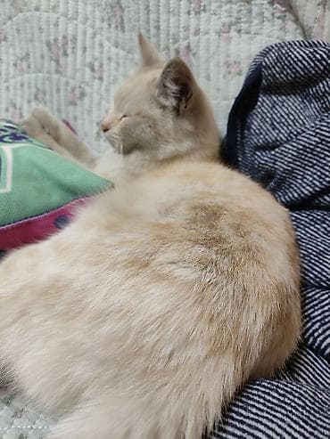 кошки каракол: Кошка даром: Беспородная, 8 месяцев, Девочка — 10