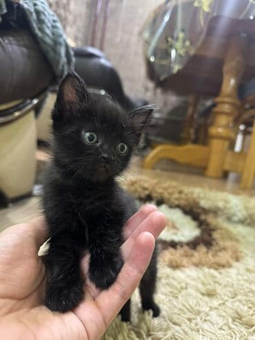 отдам котенка в хорошие руки: Кошка даром: Беспородная, 1 месяц, Девочка — 4