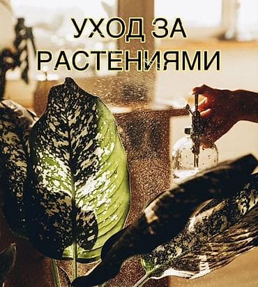 ремонт аквариума: “GREEN SANSARA” Уход за комнатными растениями! Что входит: - Полив — 1