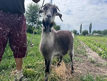 козье: Продаю | Коза (самка) — 1