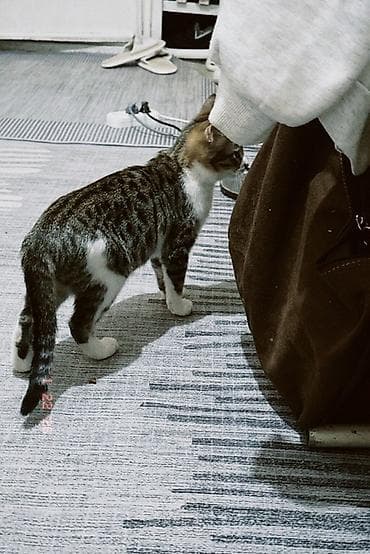 собака авчарка: Котёнок в полосато-белом окрасе (тигровый табби с белыми лапками и — 2