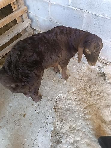 египетская кошка 2021: Продаю | Ягненок | Для разведения | Племенные — 2