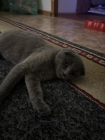 Мышыктар: Шотландская вислоухая кошка (Scottish Fold), окрас голубой (серый — 3