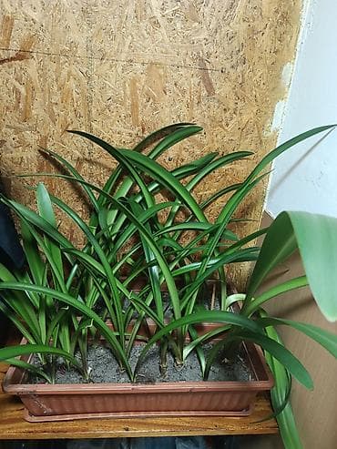 Другие товары для дома: Гиппеаструм
маленькие луковицы 30 сом
большие 50сом — 1