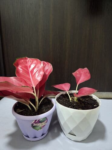 уличные растении: Шлюмбергера (декабрист, рождественский кактус) в горшке. - — 9