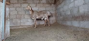 питбуль матч: Продаю | Баран (самец) | Для разведения | Племенные — 3