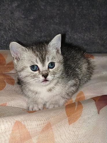 пародистые котята: Продаются очаровательные котята Мама -scottish — 1