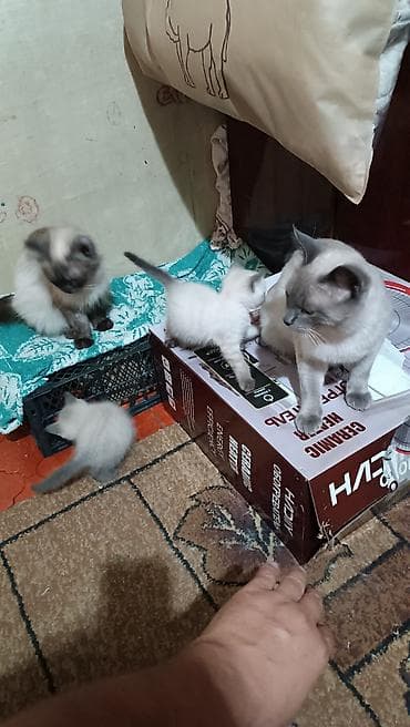большие кошки: Котята с колор‑пойнт окраcом - Описание: на фото помёт котят — 4